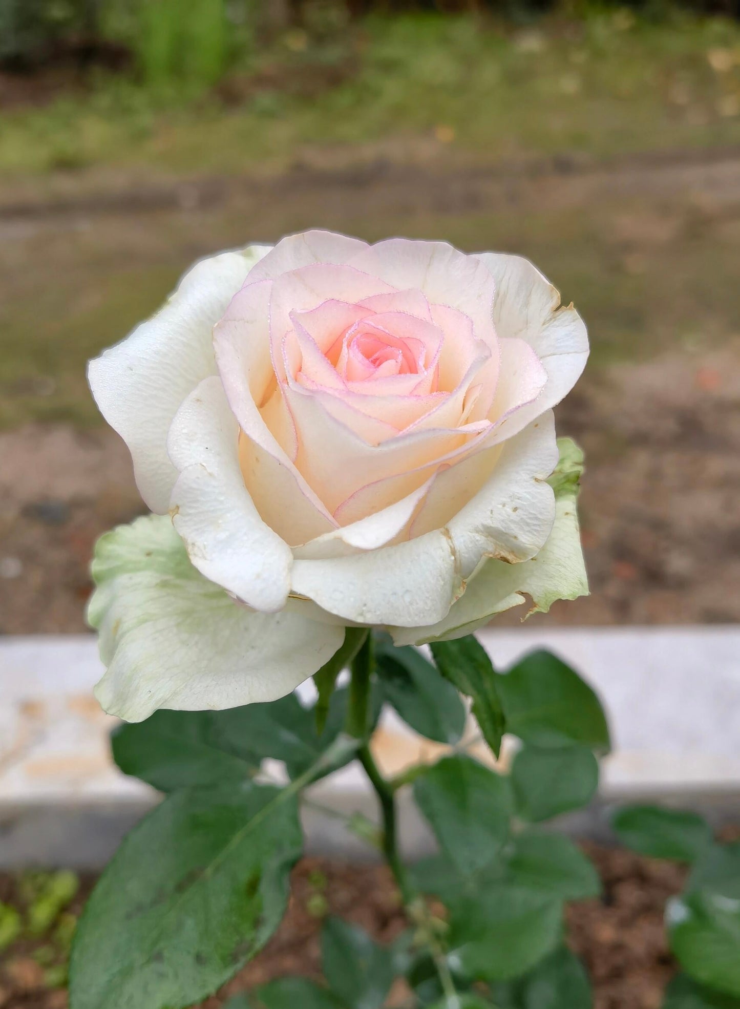 Rose【White Jumilia】- 1.5 Gal OwnRoot Live Plant｜白艾莎｜Sport varieties of the Jumilia rose｜Perfect New variety