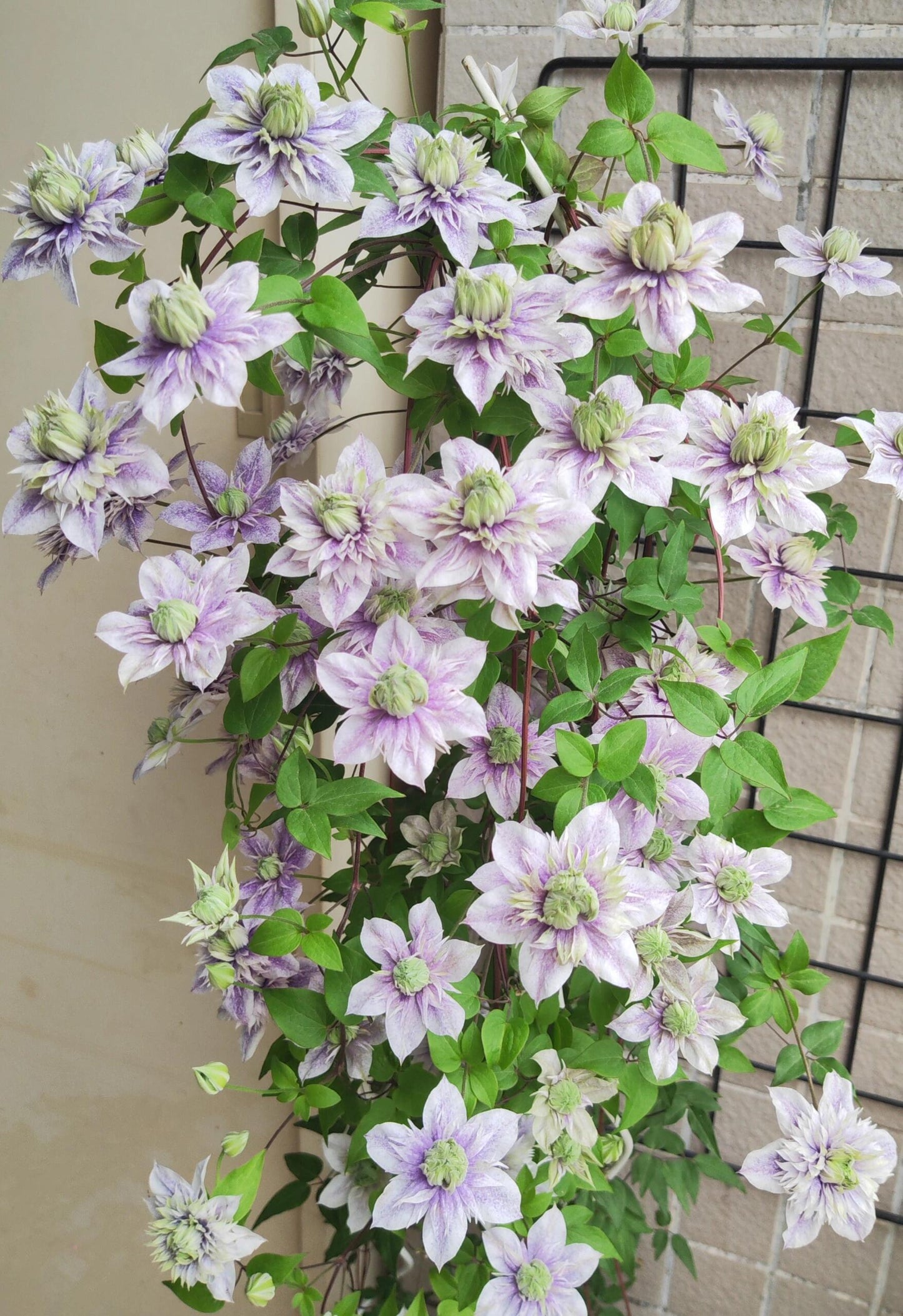 Clematis【 Minamonoyousei | みなもようせい| 水面の妖精】- 10P LivePlant| Japanese Clematis | Double-flowered| Cold Hardy| Koi| 水面妖精