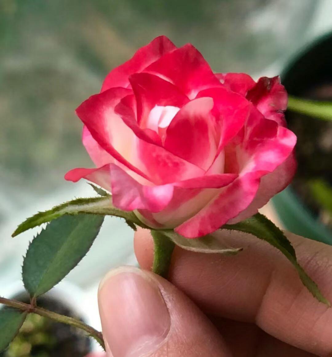 Rose【Chun Feng｜椿风｜Camellia Breeze】-2021 New Variety| Everbloomer| Heat Resistant| 天狼| Redolent| Strong Growth| Floribunda