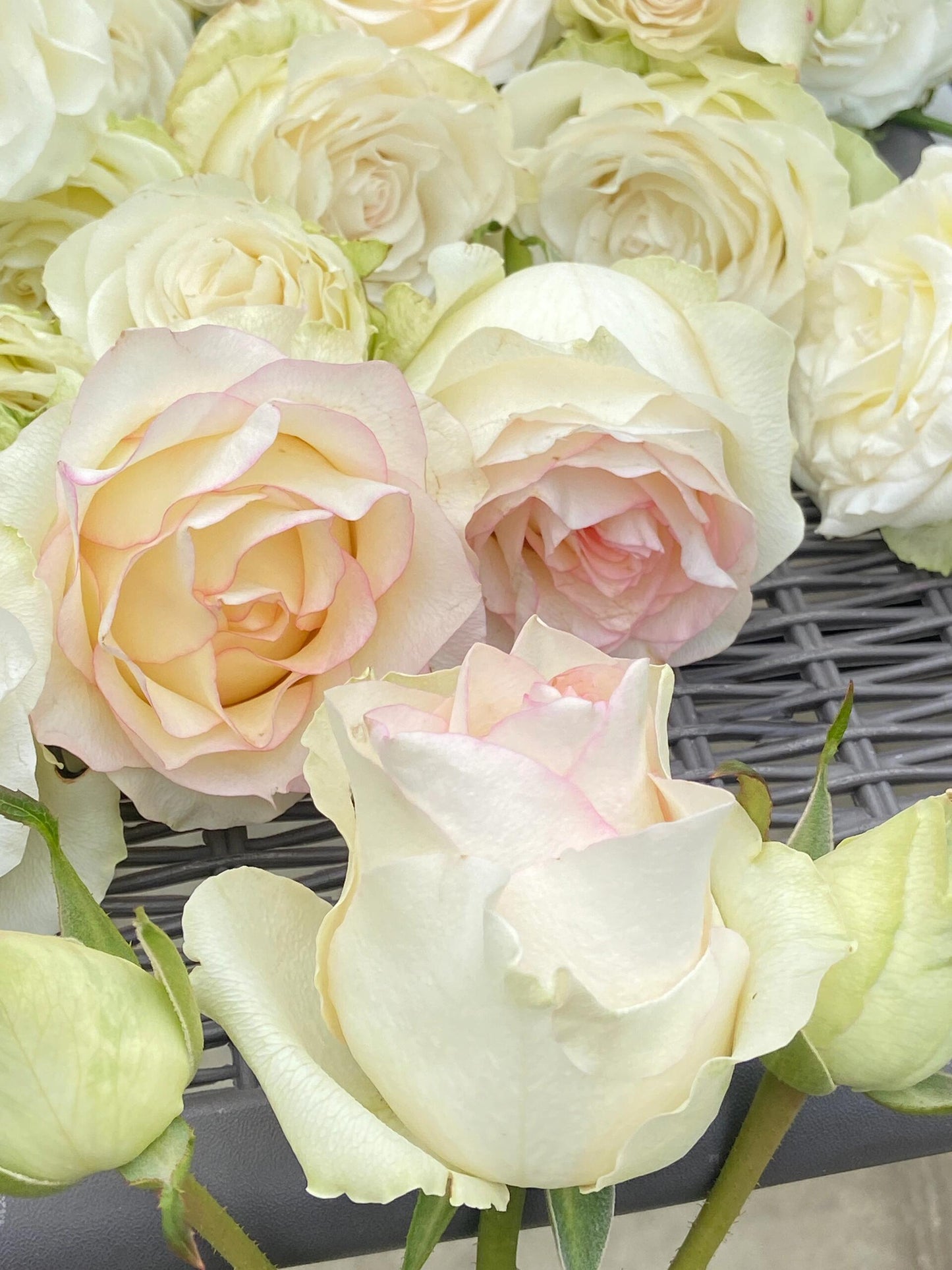 Rose【White Jumilia】- 1.5 Gal OwnRoot Live Plant｜白艾莎｜Sport varieties of the Jumilia rose｜Perfect New variety