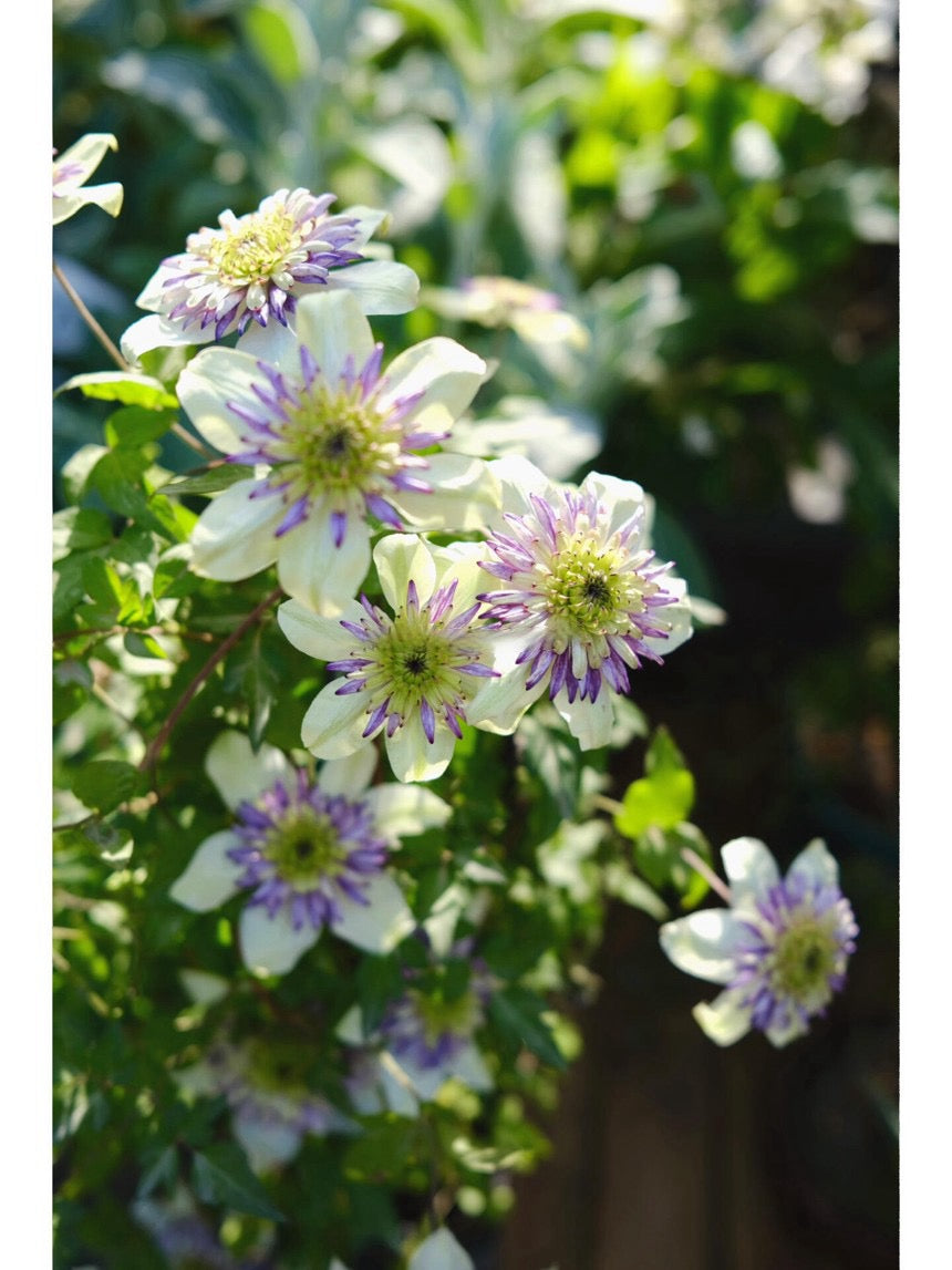 Rare Clematis 【New Viennetta 】- 9PLive Plant| -  Double-flowered | 千层雪| 新幻紫| Florida Group| Large Flower