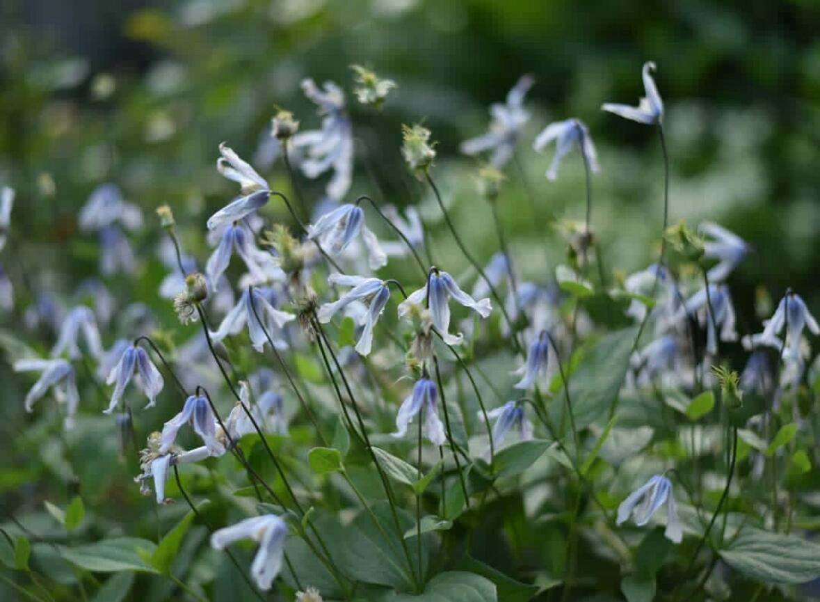 Clematis【Twinkle】- LivePlant｜Clematis Integrifolia 闪烁｜Cold hardy｜Cut Flower