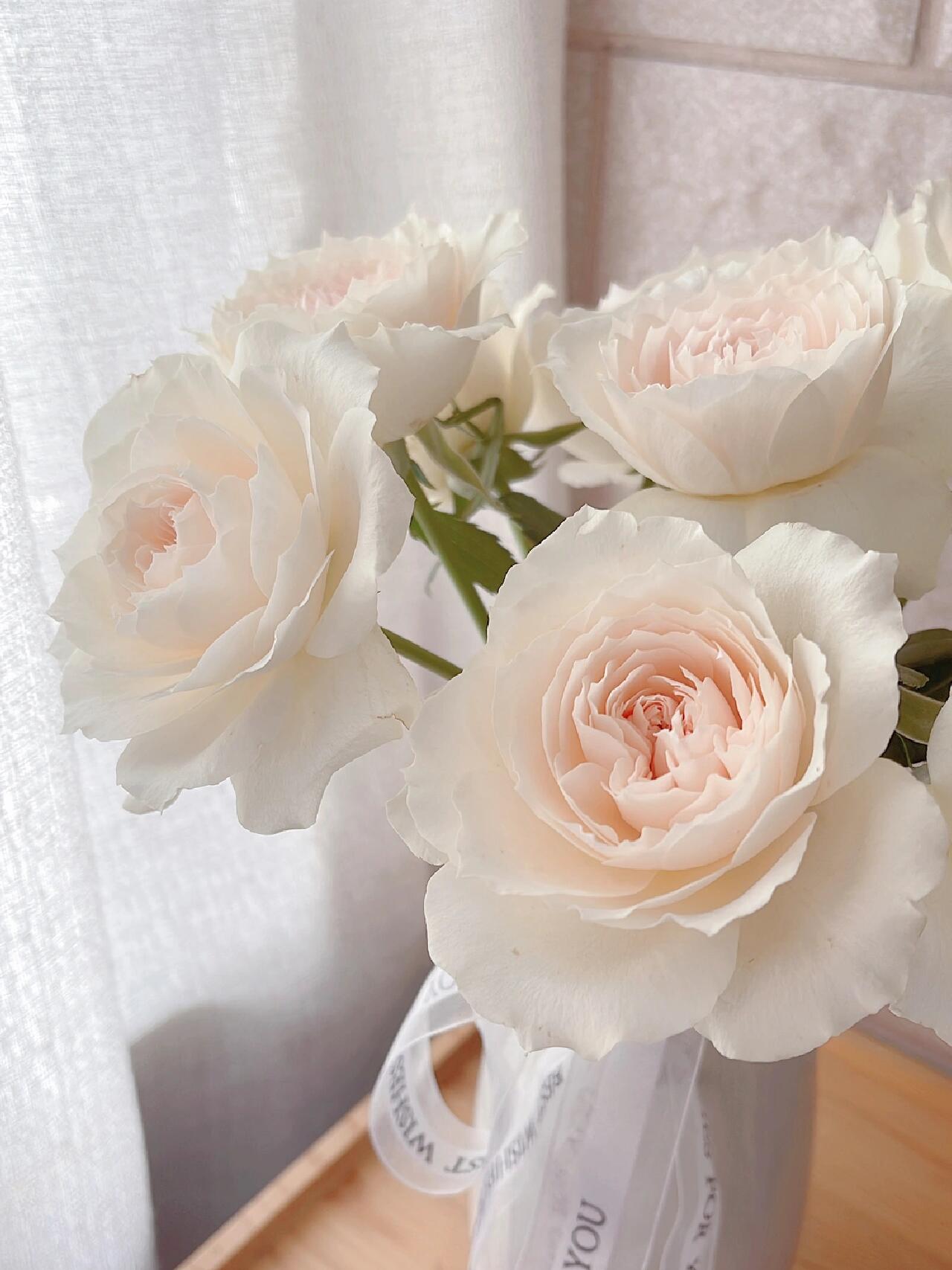 Rose【Royal Diva】- 1.5Gal OwnRoot LivePlant｜皇家迪瓦｜歌剧皇后｜Fru Nerby｜Strong-scented blooms