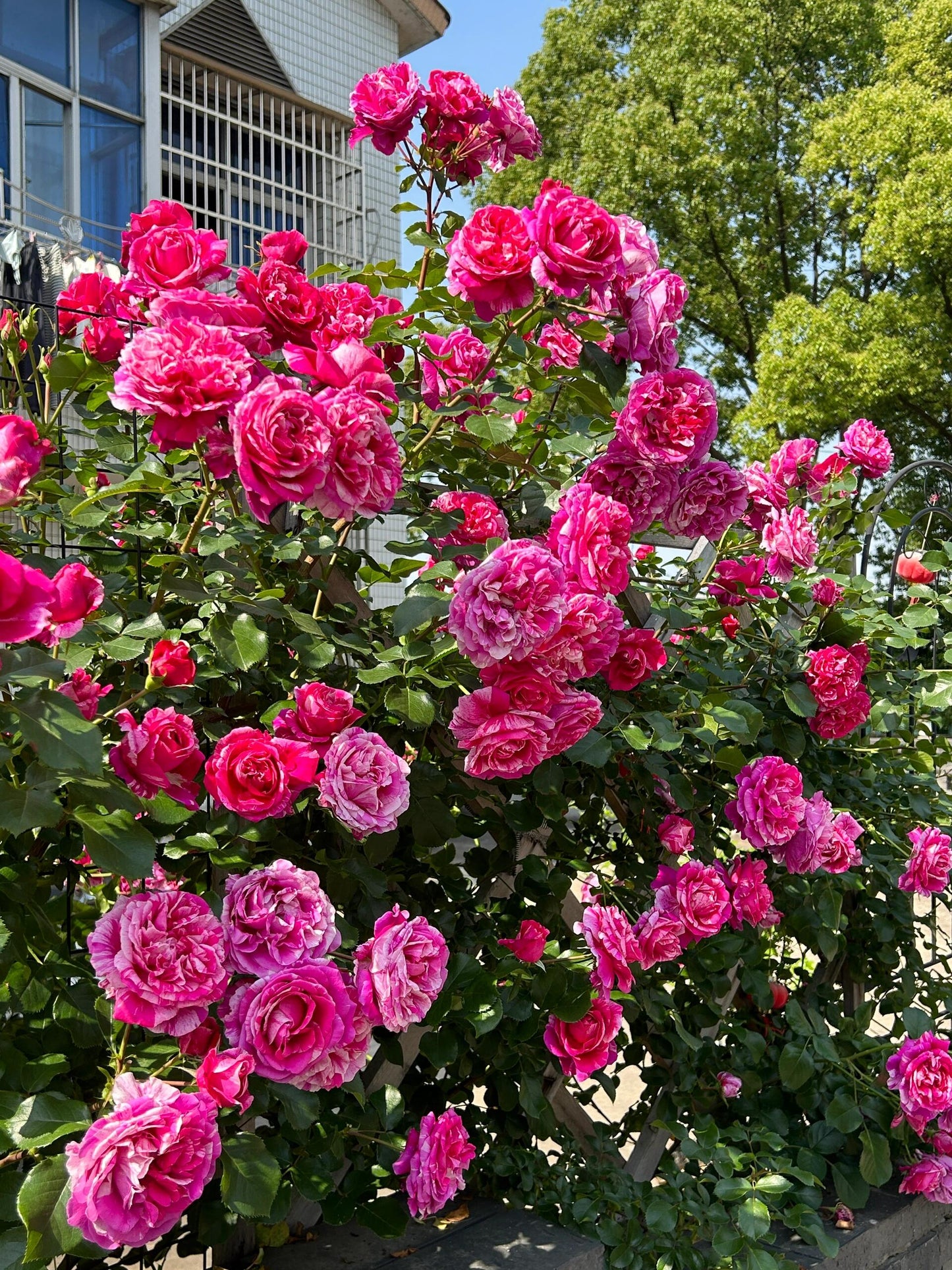 Striped Rose【Ines Sastre】-2 Gal OwnRoot Liveplant｜Thornless伊蕾莎斯特| MEIteratol| Respberry Cream Twirl| Colibri Farbfestival| Fruity Scent| Trendy Variety