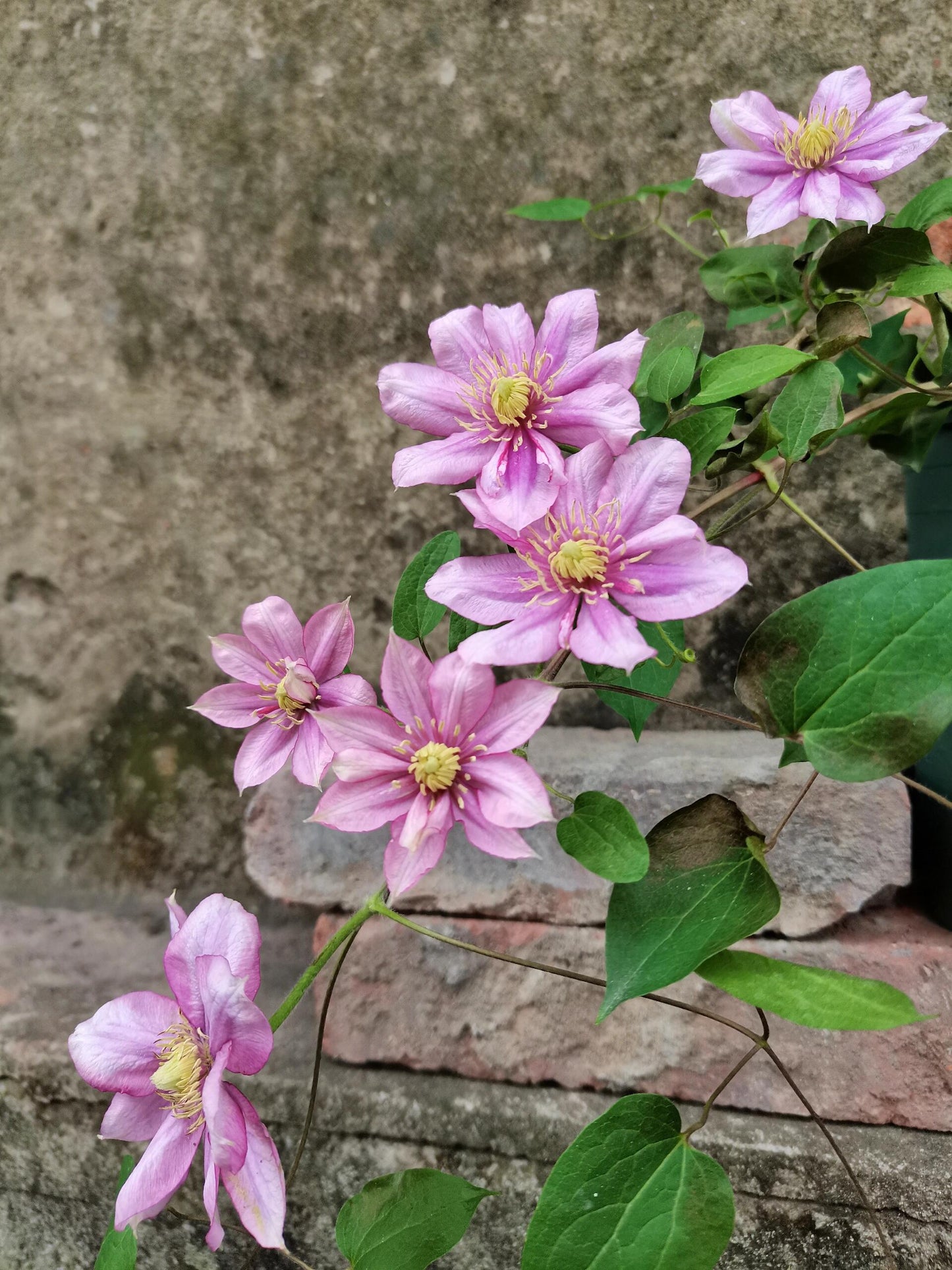 Rare Rare Clematis【Paradiso】-LivePlan｜天堂｜帕拉迪索| Double-flowered| Cold Hardy| Perennial| Pollinator Friendly| Low Maintenance| Easy 2 Grow