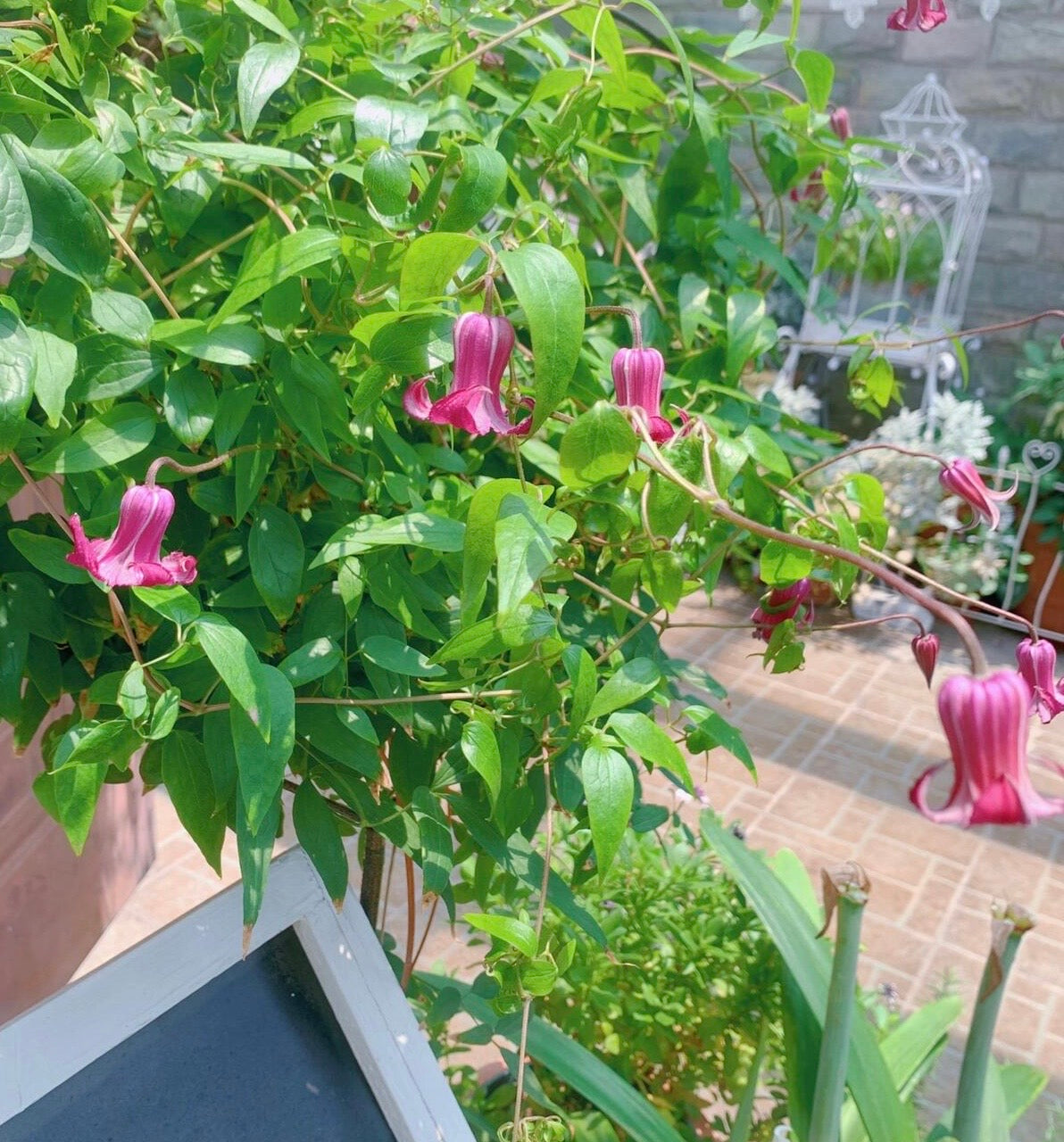 Clematis【Princess Red】- LivePlant｜绯红公主｜Purple-Pink Bell-Shaped Blooming｜