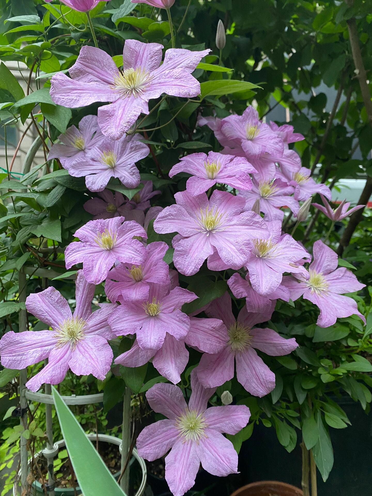 Clematis【Comtesse de Bouchaud】- LivePlant｜包查德 女侯爵｜Cute Flower