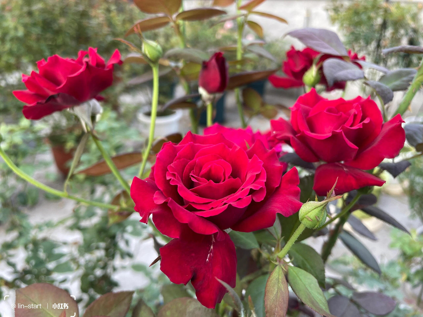 Rose【Colline Rouge| 赤い丘】-OwnRoot LivePlant｜天家胭脂/红丘｜コリーヌルージュ| Velvet| Heat Resistant| Rain-Resistant| Long florescence| Everbloomer