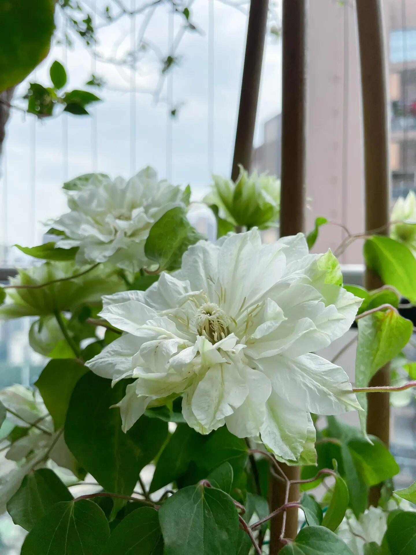 Clematis【Shiko Yukiokoshi｜ゆきおこし】- LivePlant｜雪妆 |Rare Japanese Double-flowered| Cold Hardy| Perennial| Pollinator Friendly| Fast-Growing