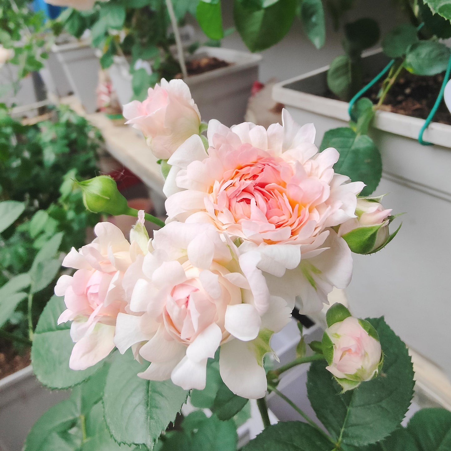 Rare Rose【Peach Anemone】- OwnRoot LivePlant｜桃子海葵｜New Variety｜Sawtooth Edge｜Rich Color