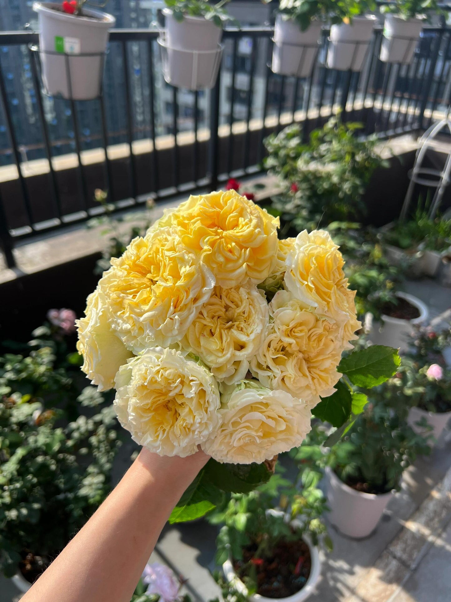 Rose【Shell｜貝殻】-1.5 Gal OwnRoot LivePlant｜Popular Japanese Floribunda Rose 贝壳｜Large Bloom｜Long vase life| Heat Resistant| Easy to Grow| Lace