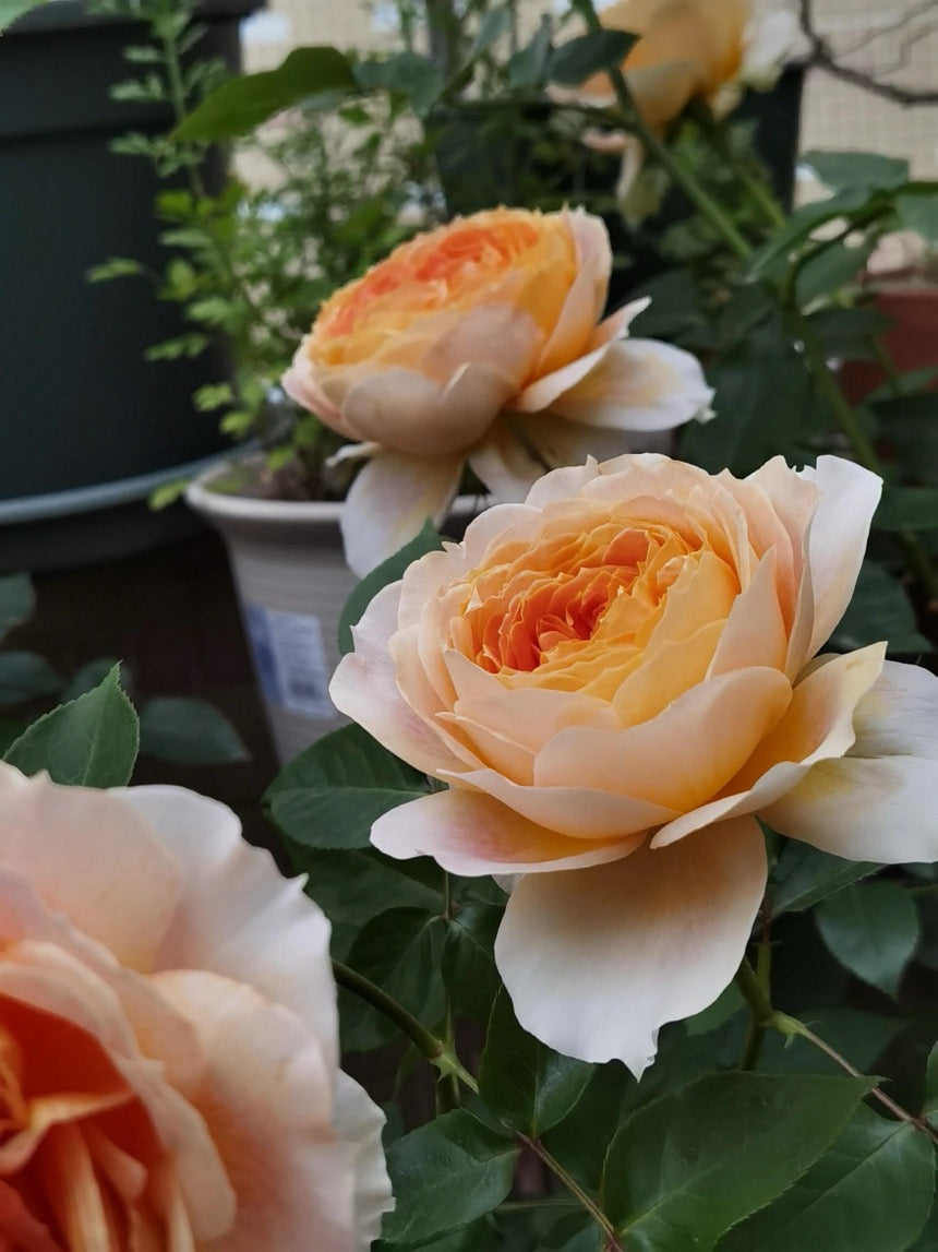 Rose【Caramel Antike】-OwnRoot LivePlant｜Large Bloom｜焦糖古董| Heat Resistant| Flawless| Less Thorns| Floribunda| Redolent| Sunshine Rose