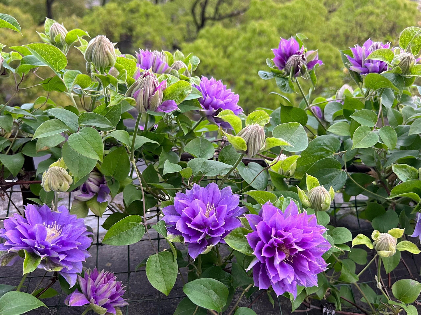 Clematis 【Enku｜円空】 - 9P LivePlant|Rare Popular Japanese Clematis| 圓空| Double-flowered |