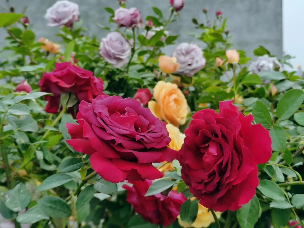 Rose【Belles Rives| Stiletto】- 1.5Gal OwnRoot LivePlant| Love Rosa｜Cheery Red｜美人丽芙| Bloom Repeatedly| Intense Fragrance| Cutting Rosa