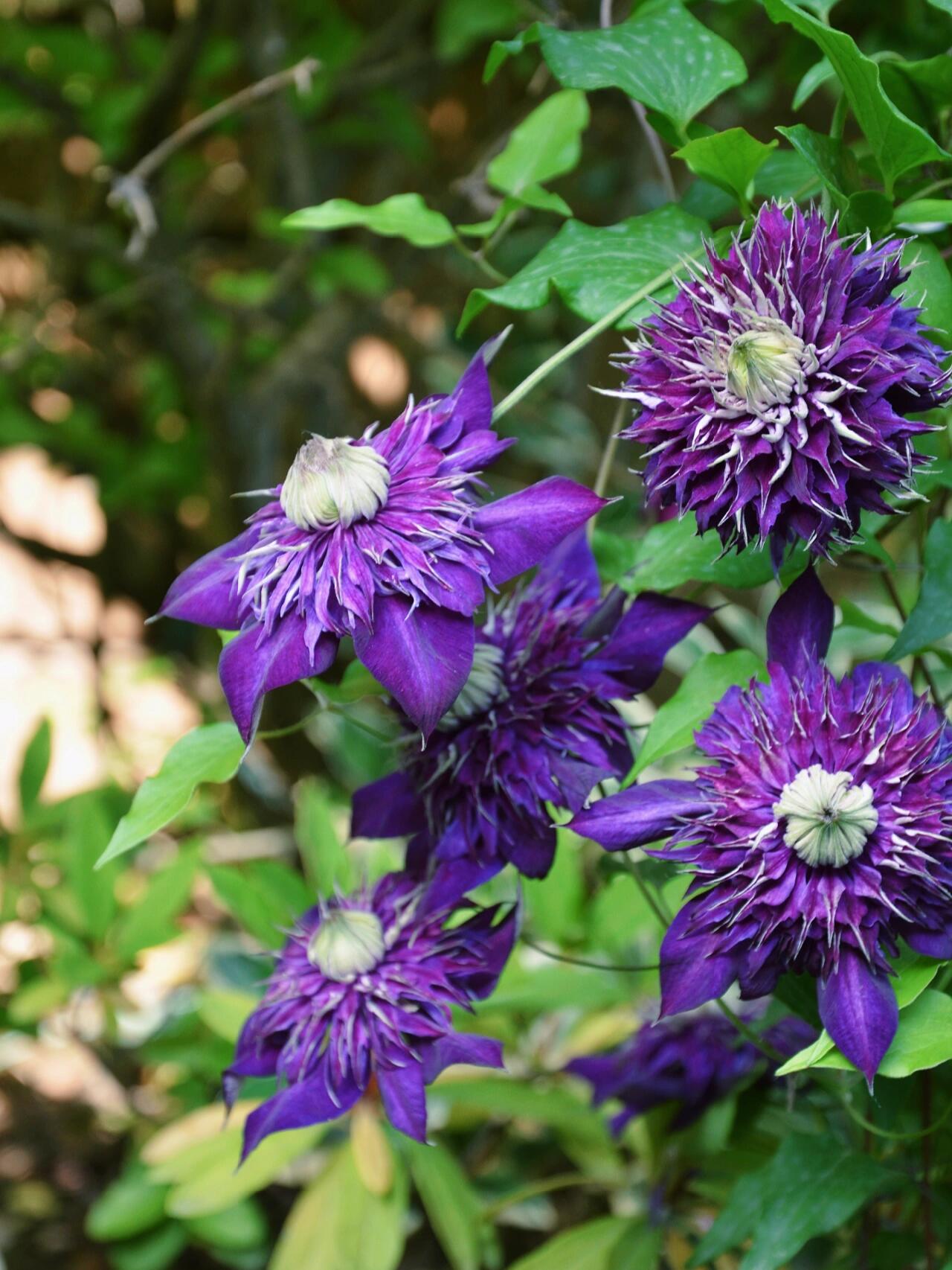 Clematis 【Shishimaru | ししまる】-10P 紫子丸| Heat Resistant| Good Winter Hardiness | Rarities  Japanese Collection|