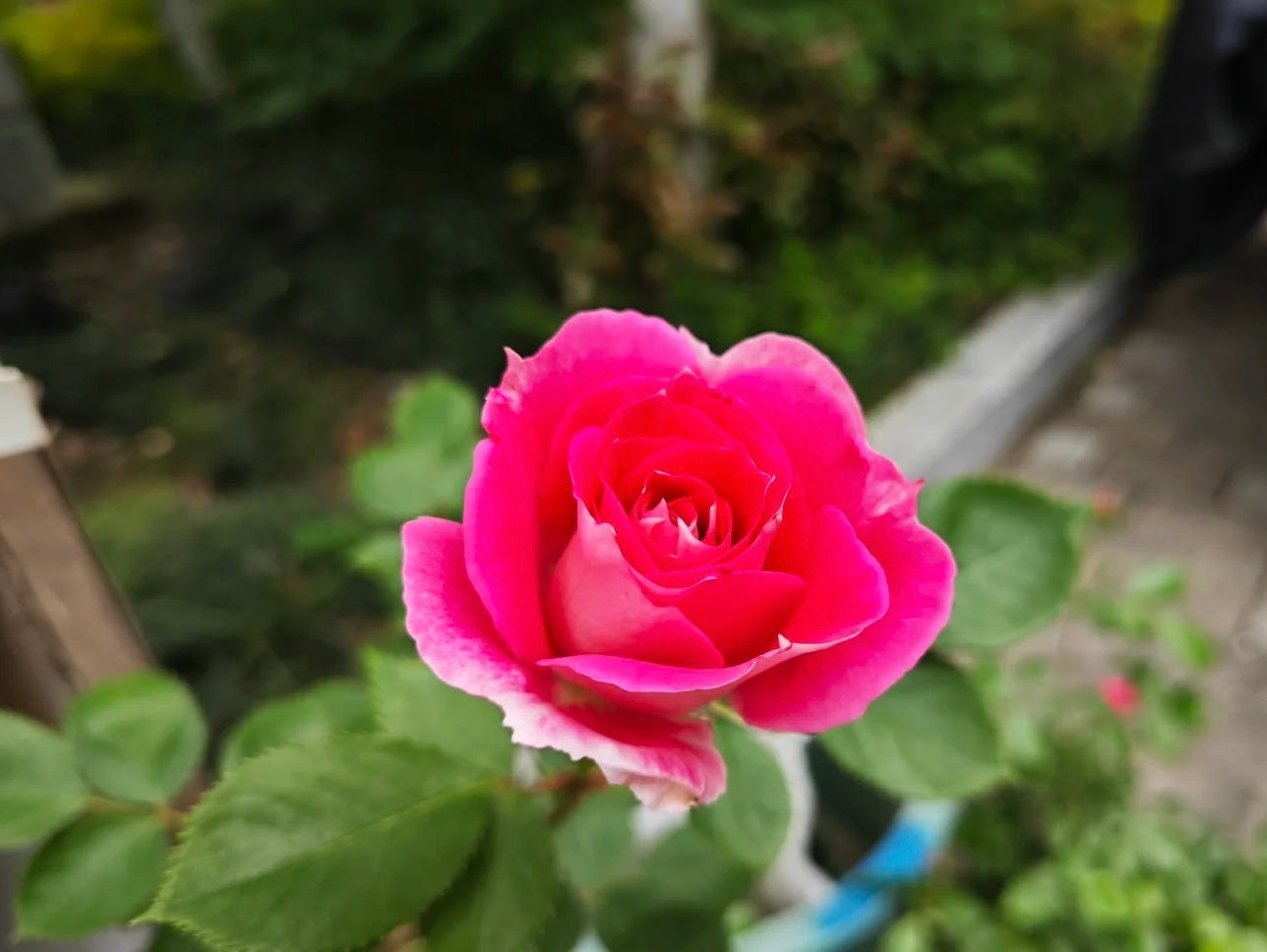 Rose【Carefree Wonder】- 1 Gal LivePlant｜仙境