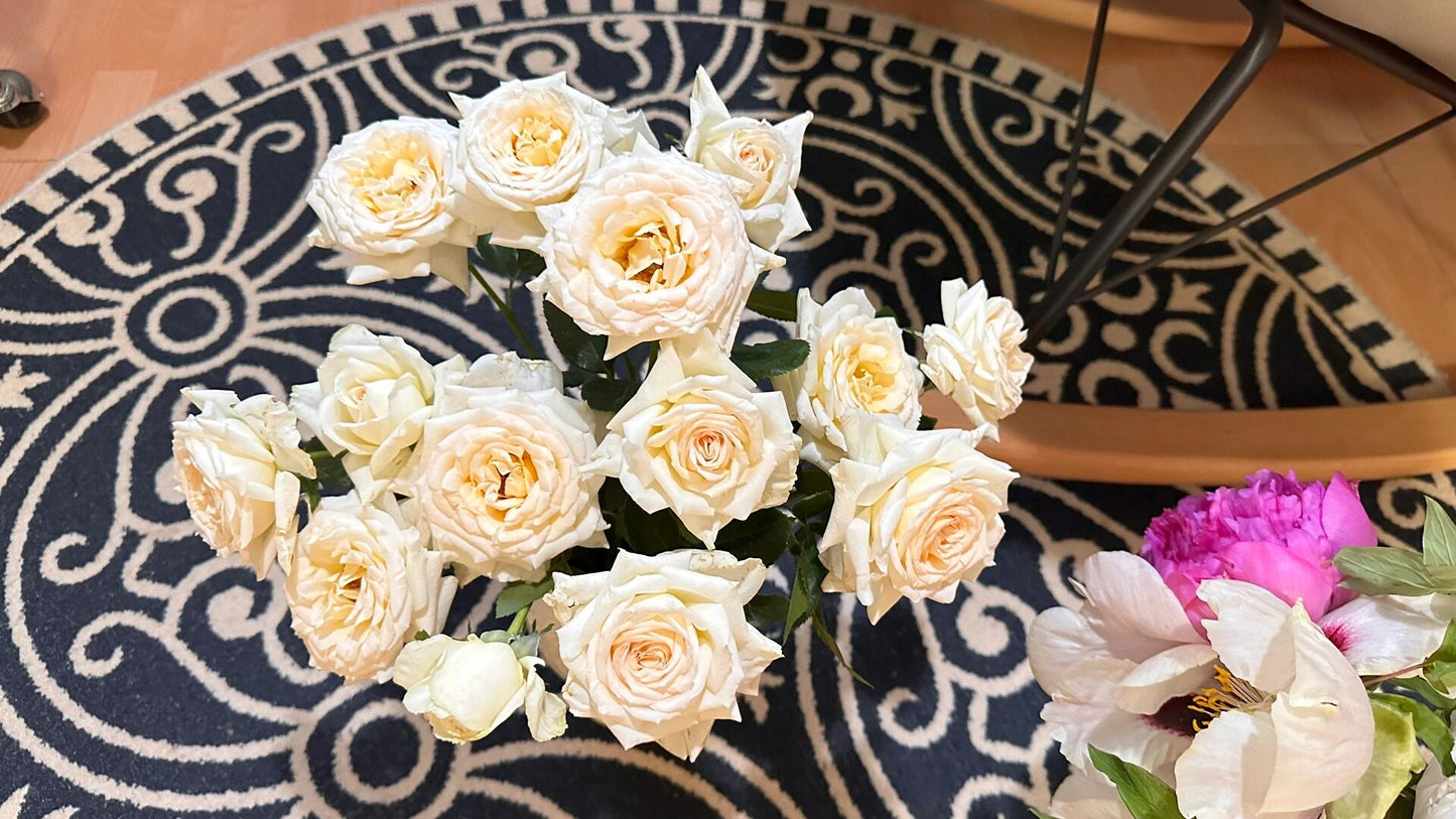 Rose【Anastasia】- 1.5 Gal OwnRoot LivePlant｜假面公主｜Award-Winning Variety｜Popular Yellow