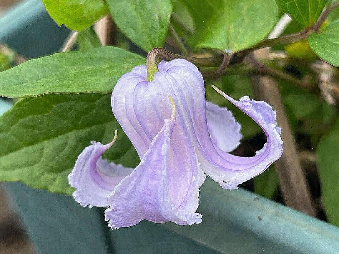 Blue Octopus Clematis【クリスパ・エンジェル| Crispa Angel】-LivePlant｜克里斯帕天使｜Bell-shaped｜Clematis florida var. sieboldiana｜タコクレマチス