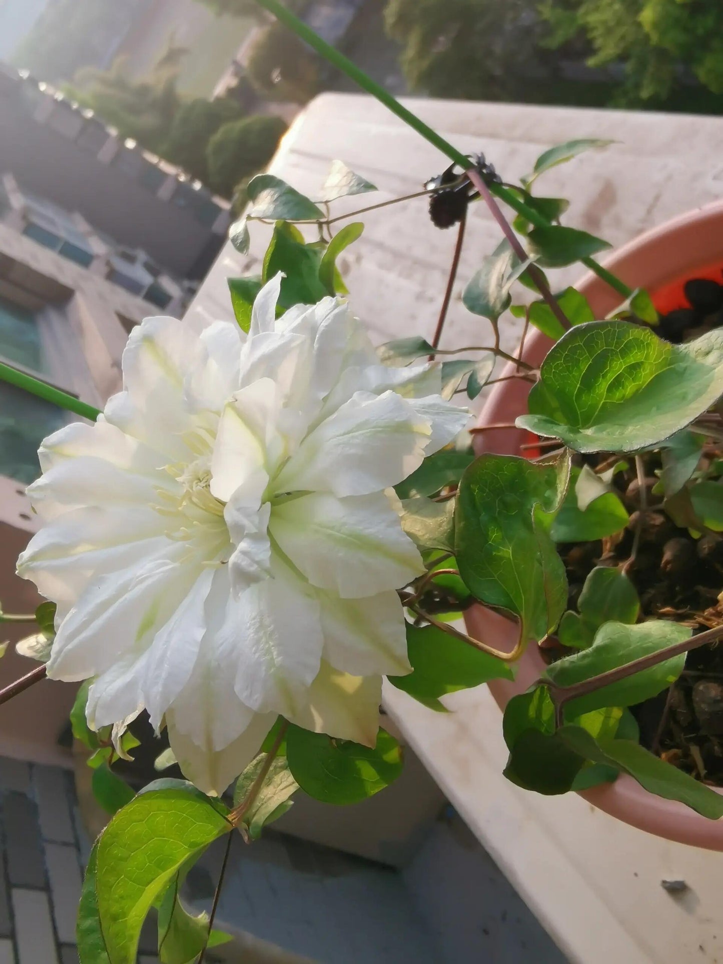 Clematis【Shiko Yukiokoshi｜ゆきおこし】- LivePlant｜雪妆 |Rare Japanese Double-flowered| Cold Hardy| Perennial| Pollinator Friendly| Fast-Growing