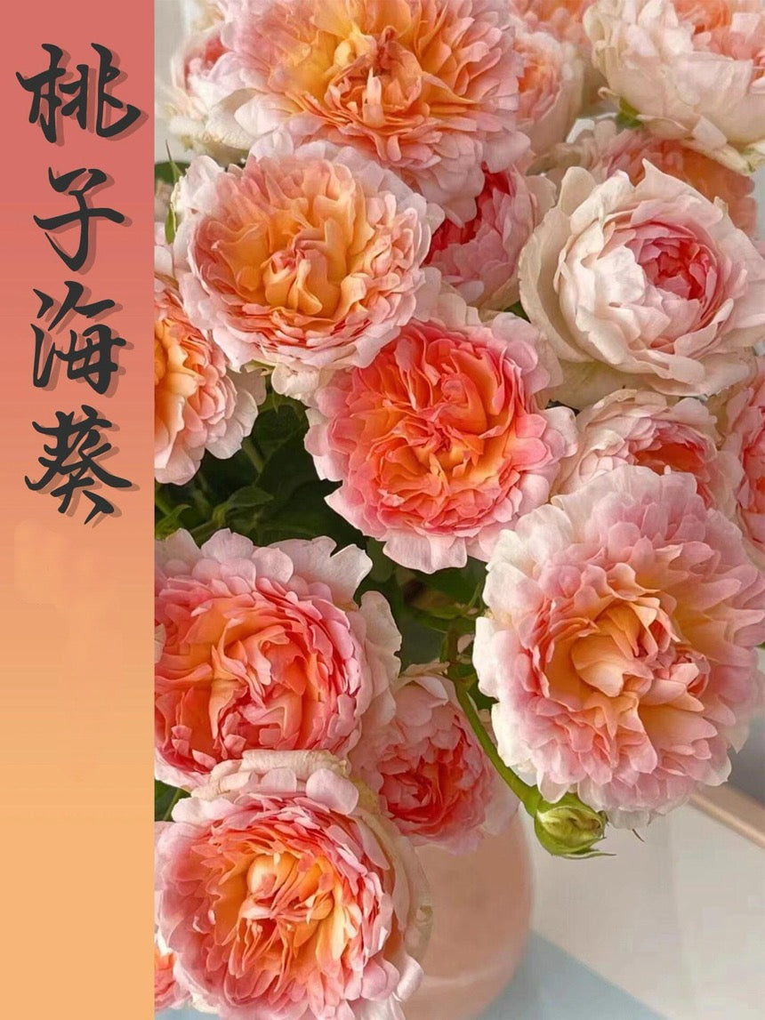 Rare Rose【Peach Anemone】- 1 Gal OwnRoot LivePlant｜桃子海葵｜New Variety｜Sawtooth Edge｜Rich Color