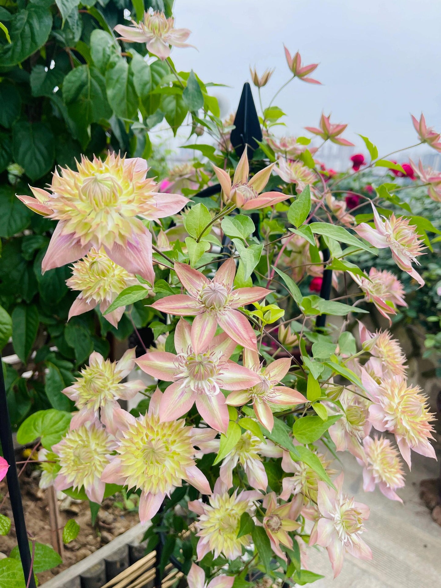 Clematis 【Shamshe】- 9P LivePlant| Double-flowered| Cold Hardy| 昼天使| 桃万重| Heat Resistant