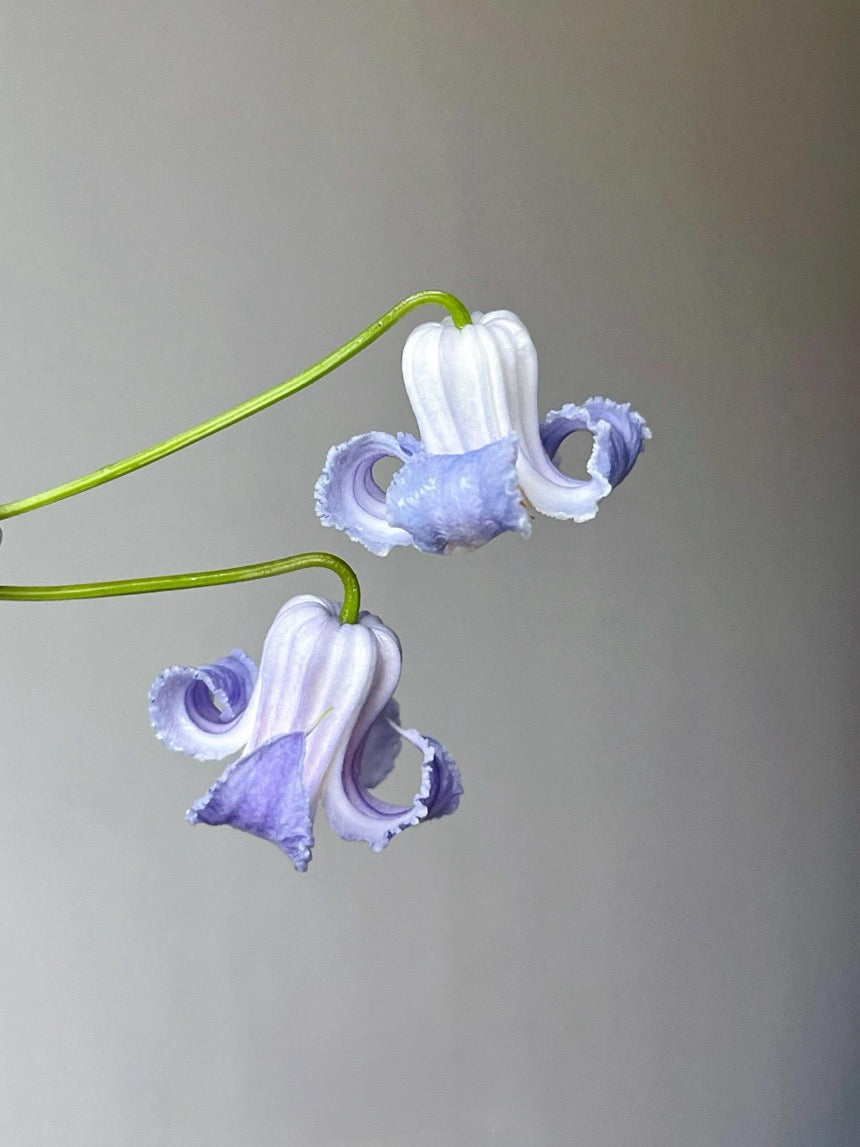 Blue Octopus Clematis【クリスパ・エンジェル| Crispa Angel】-LivePlant｜克里斯帕天使｜Bell-shaped｜Clematis florida var. sieboldiana｜タコクレマチス