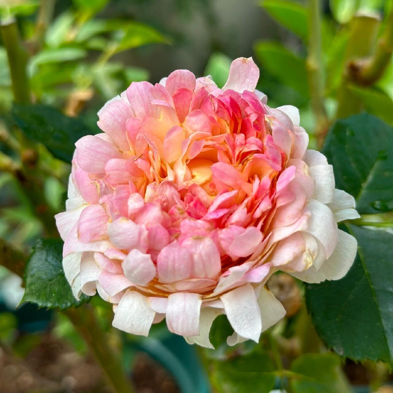 Rare Rose【Peach Anemone】- 1 Gal OwnRoot LivePlant｜桃子海葵｜New Variety｜Sawtooth Edge｜Rich Color