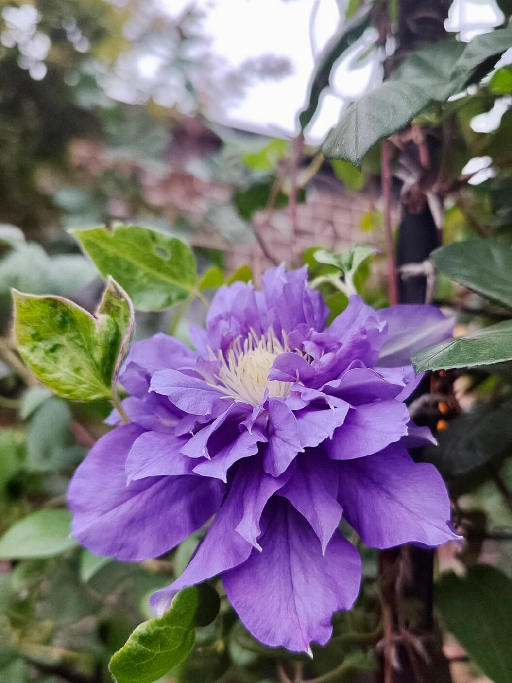 Clematis【Kiri Te Kanawa】- LivePlant｜Purple Double flowering｜卡瓦娜