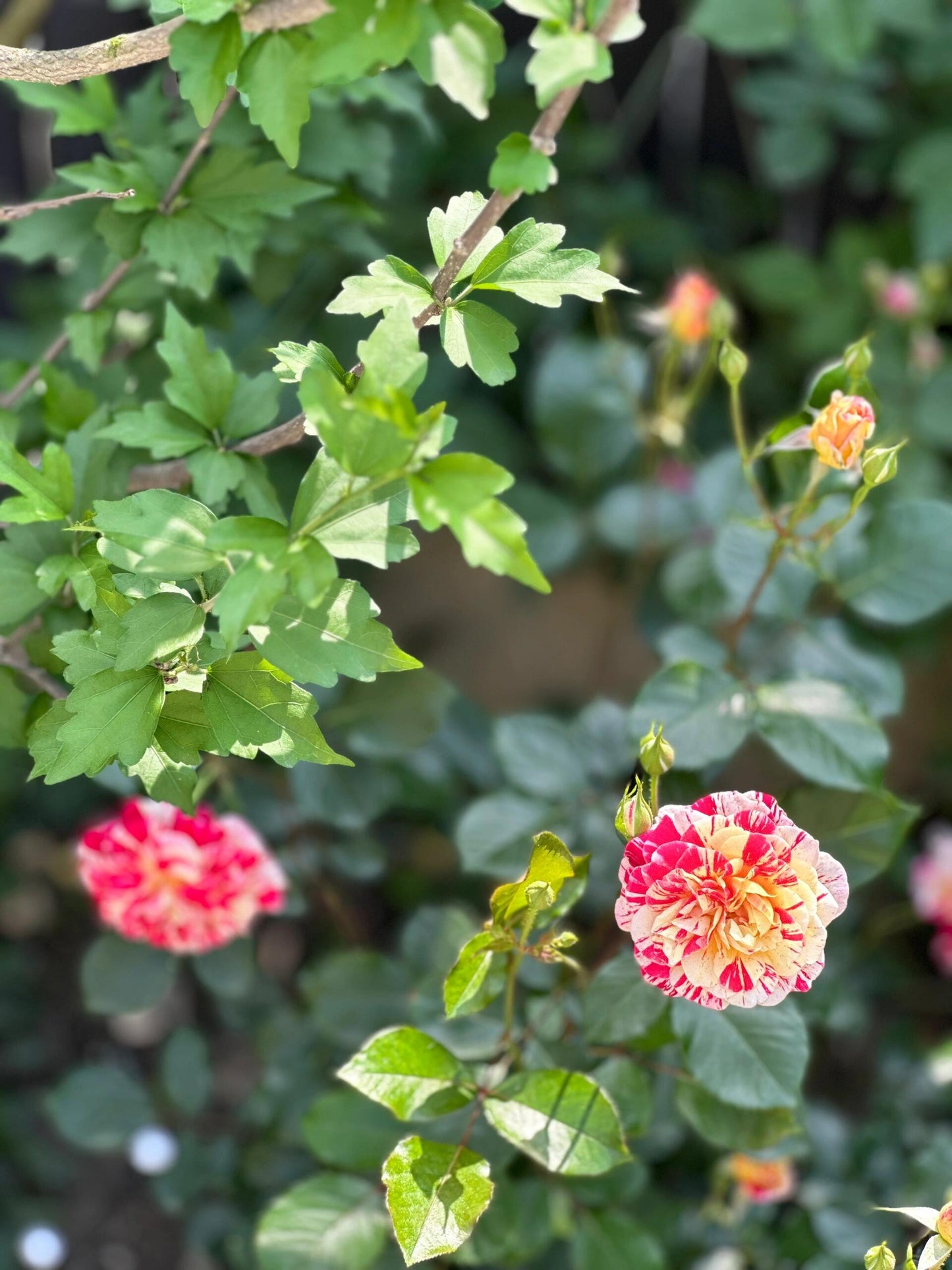 Striped Rose【All American Magic】- 1.5 Gal LivePlant｜全美魔术｜Rapid growth｜ Large blooms