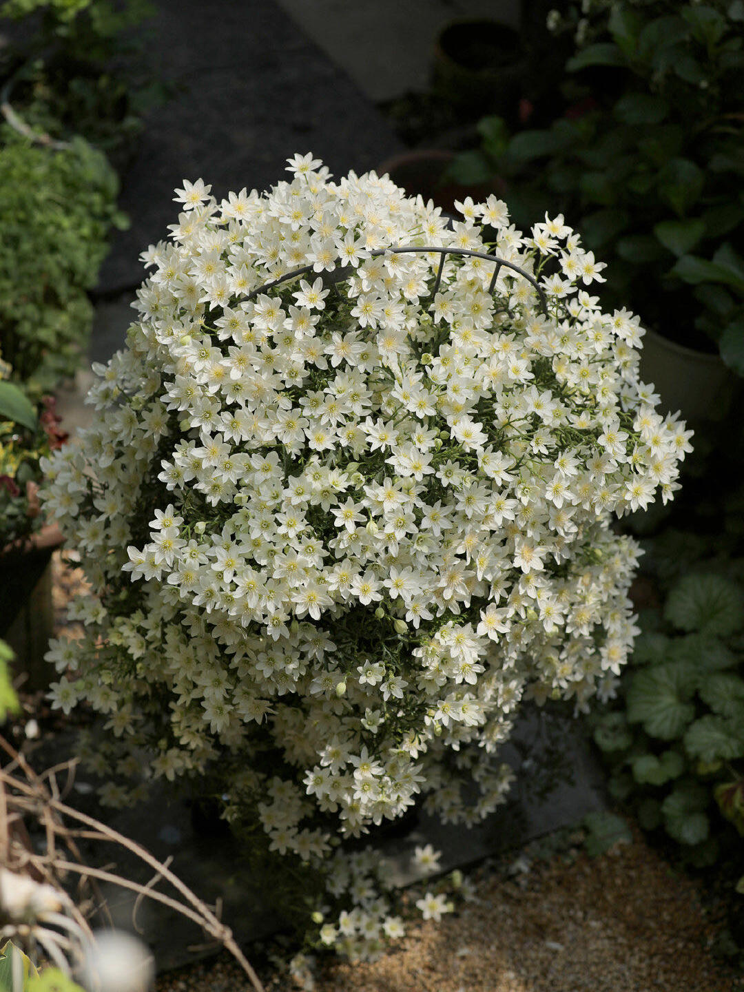 Clematis【Avalanche】-LivePlant｜雪崩｜Popular White Clematis