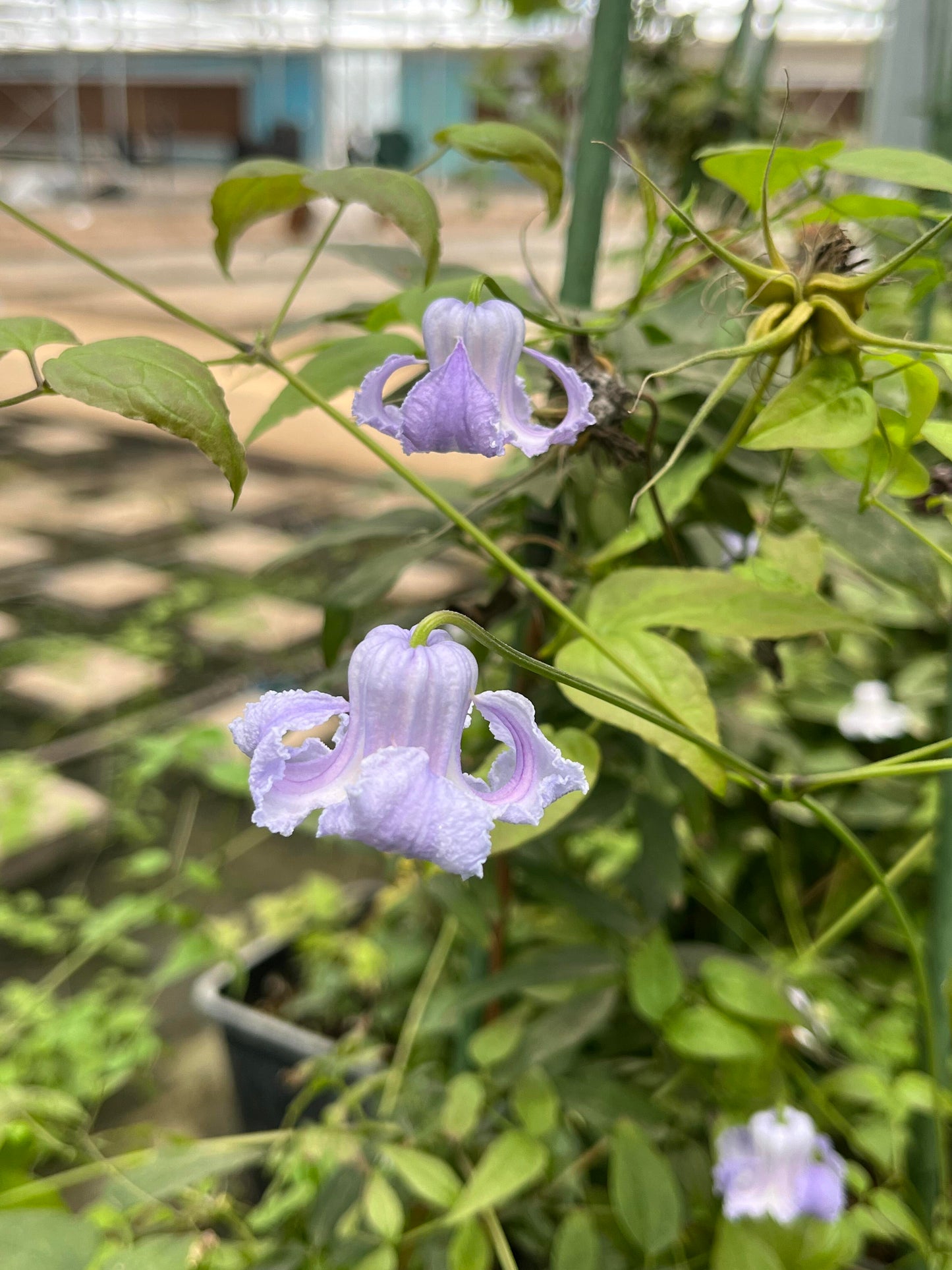 Blue Octopus Clematis【クリスパ・エンジェル| Crispa Angel】-LivePlant｜克里斯帕天使｜Bell-shaped｜Clematis florida var. sieboldiana｜タコクレマチス