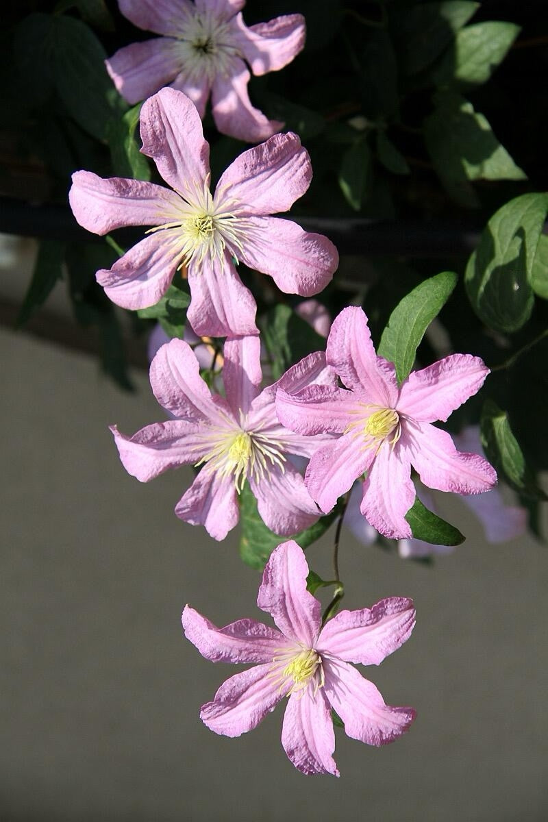 Clematis【Comtesse de Bouchaud】- LivePlant｜包查德 女侯爵｜Cute Flower