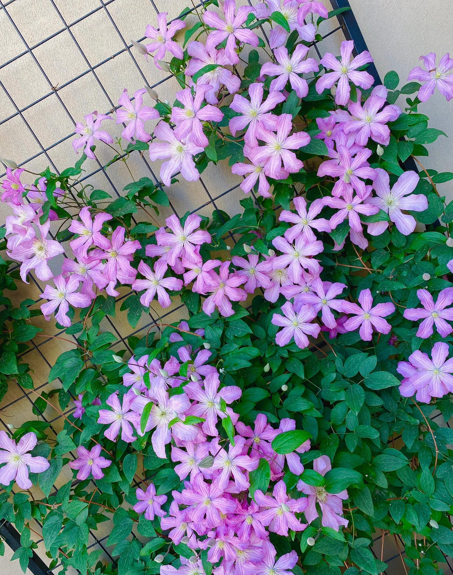 Clematis【Comtesse de Bouchaud】- LivePlant｜包查德 女侯爵｜Cute Flower