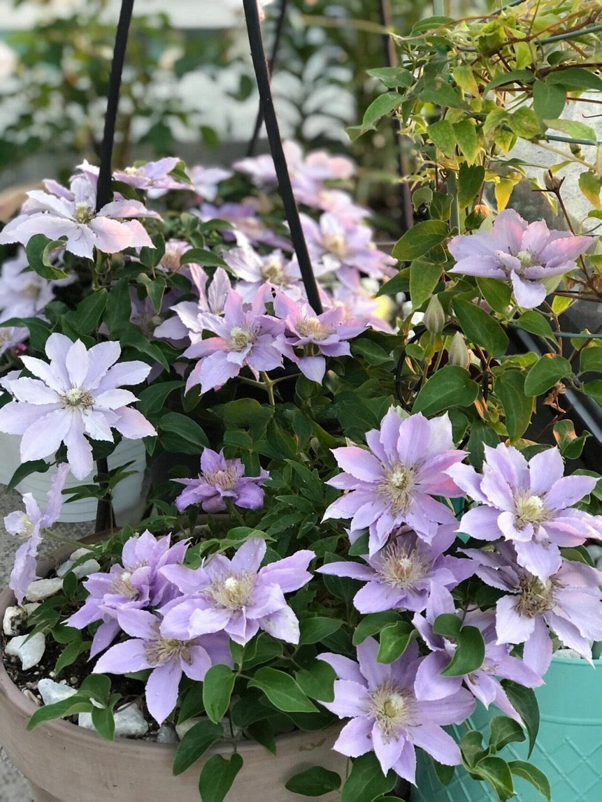 Clematis【Filigree】- LivePlant｜金银丝/ 故里｜Dwarf Clematis