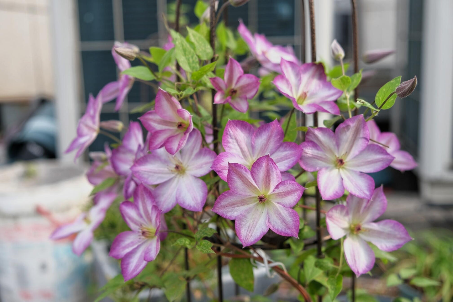 Clematis【Pernille】- LivePlant- 佩莱尼| Cold Hardy| Low Maintenance| Rich Color| Pollinator Friendly| Strong Growth| Cute Flower| Adaptable|Vine