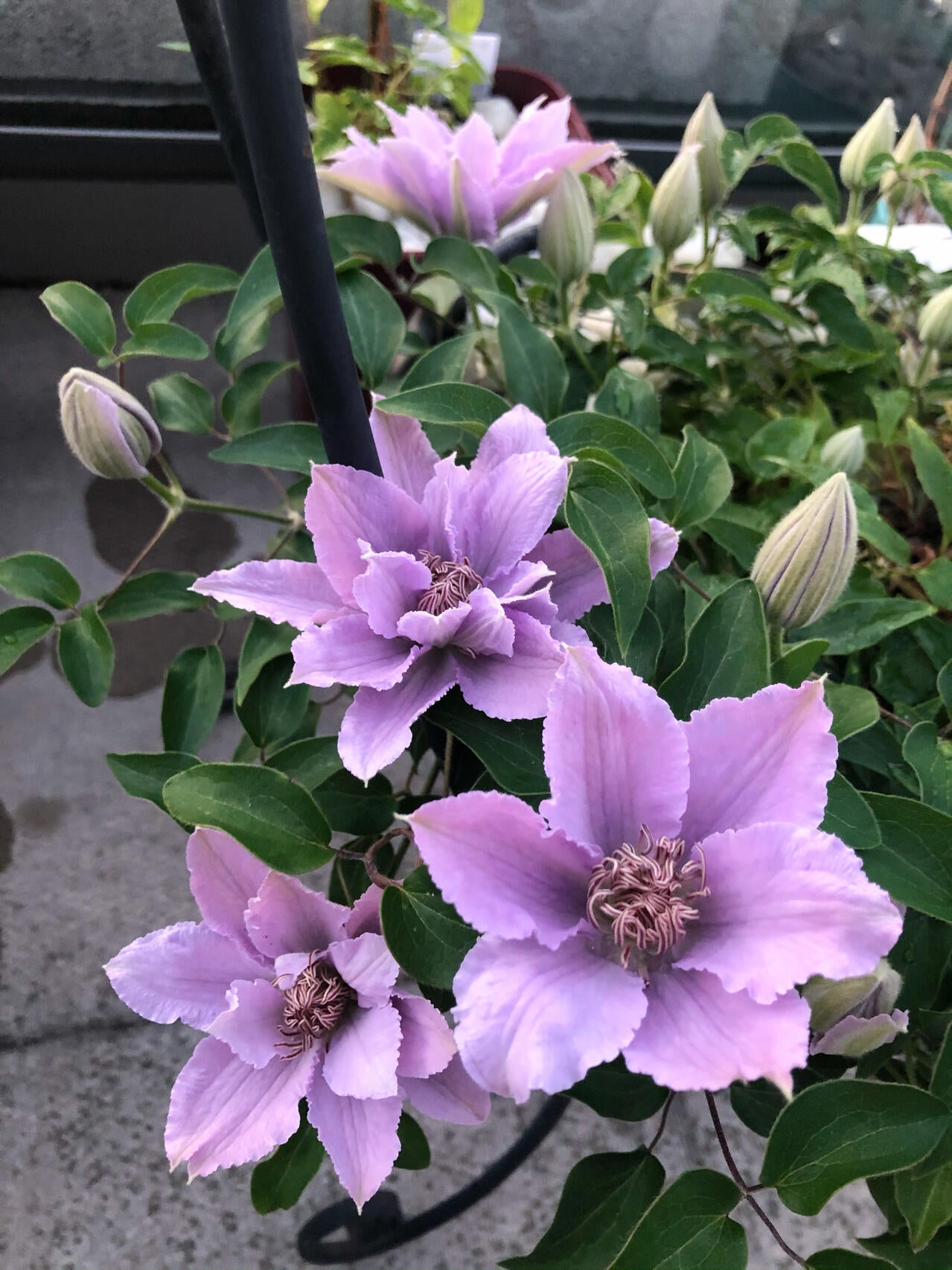 Clematis【Filigree】- LivePlant｜金银丝/ 故里｜Dwarf Clematis