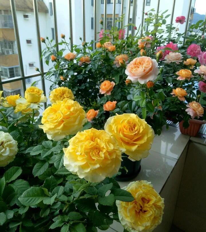 Rose【Shell｜貝殻】-1.5 Gal OwnRoot LivePlant｜Popular Japanese Floribunda Rose 贝壳｜Large Bloom｜Long vase life| Heat Resistant| Easy to Grow| Lace