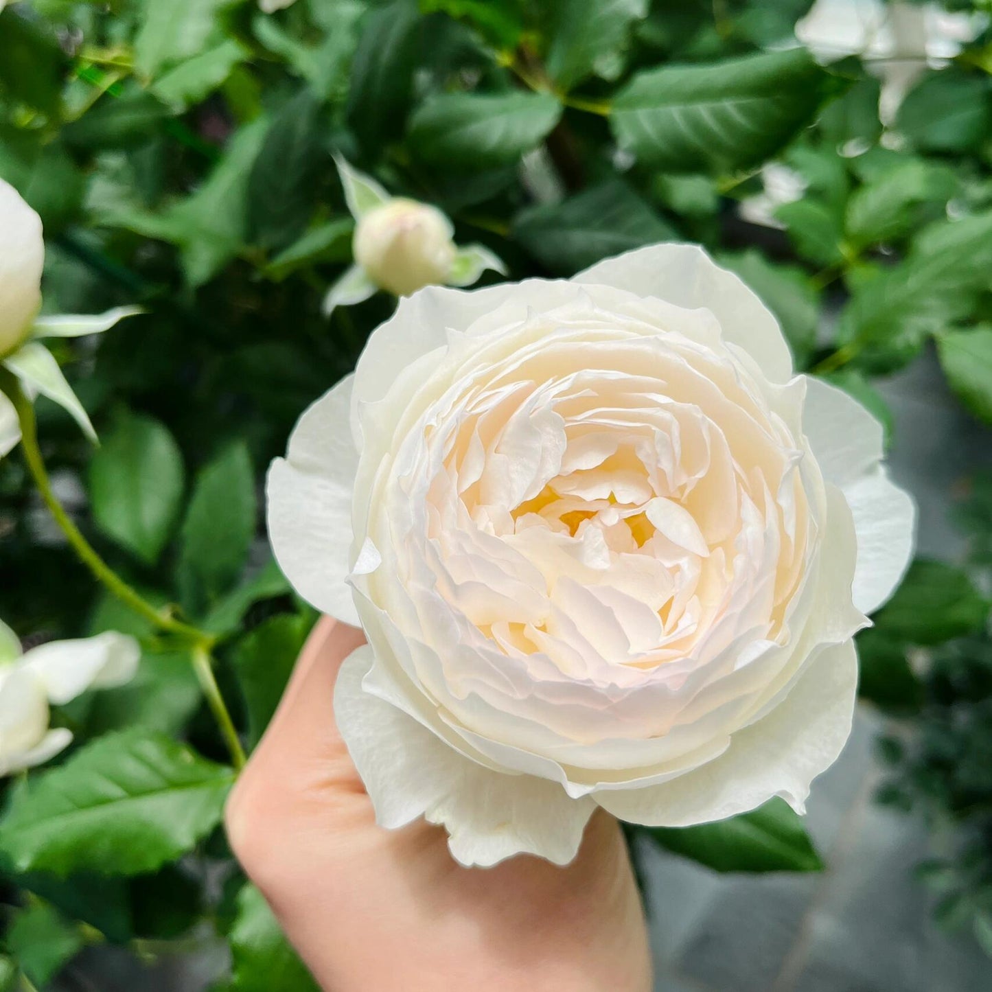 Rose【Shizuku｜しずく】-1.5Gal OwnRoot LivePlant｜心之水滴| Extended vase life| Long florescence | Prolific blooming| Floribunda Rose| Everbloomer