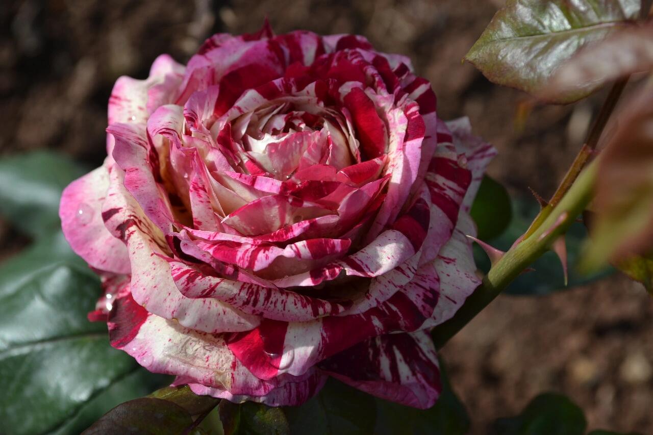 Striped Rose【All American Magic】- 1.5 Gal LivePlant｜全美魔术｜Rapid growth｜ Large blooms