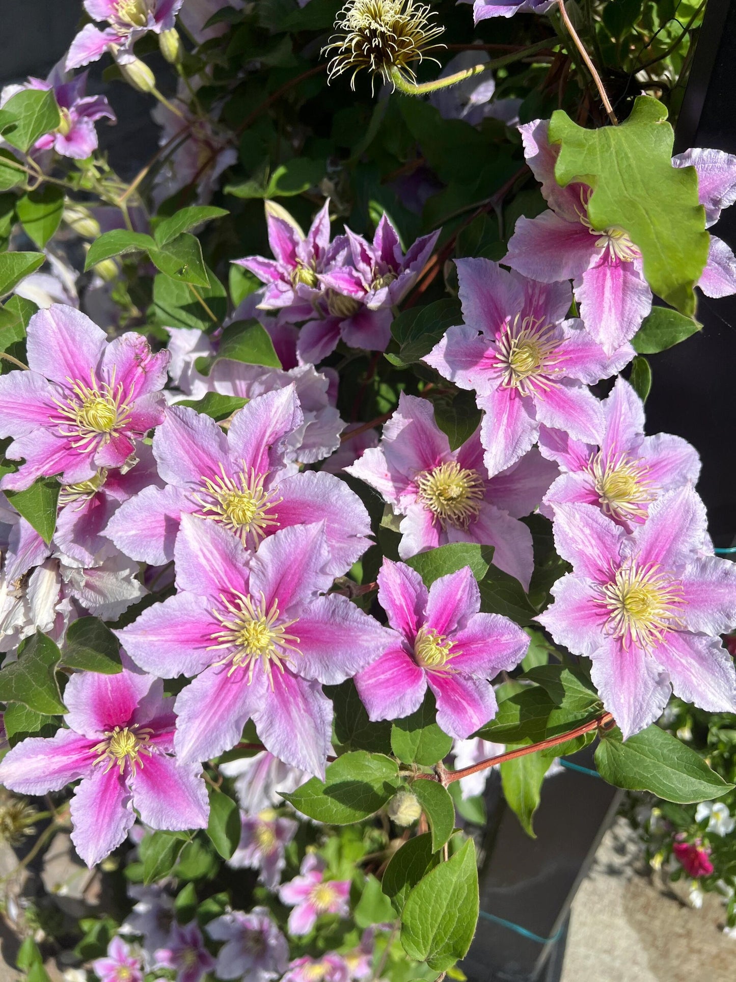 Clematis【Piilu｜小鸭】- 9P LivePlant｜