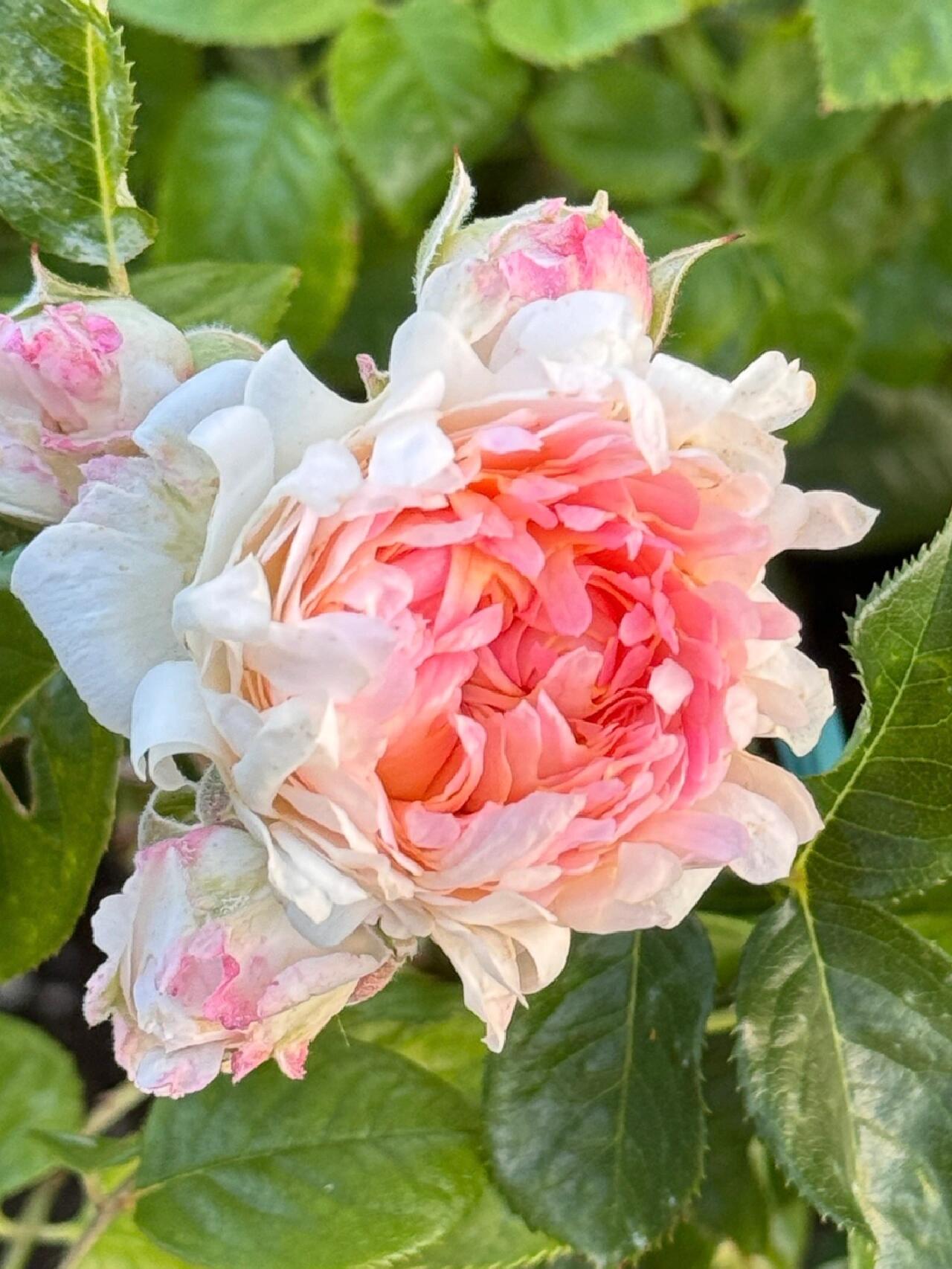 Rare Rose【Peach Anemone】- OwnRoot LivePlant｜桃子海葵｜New Variety｜Sawtooth Edge｜Rich Color