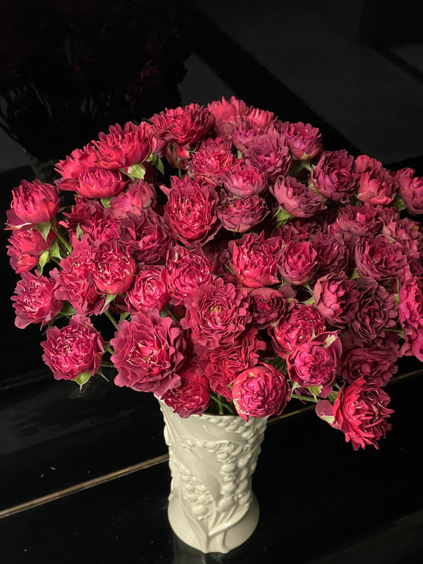 Rose【Fun】- OwnRoot Live Plant｜Rare New variety 2022乐趣海葵｜Fireworks Bloom| Serrated Petal Famous| Florists Rose| Balcony | Easy2Grow