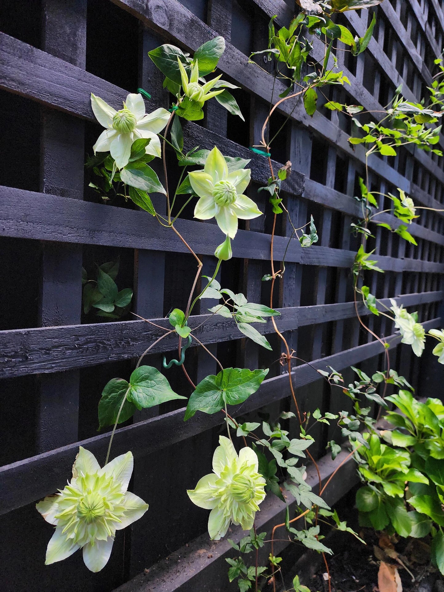 Clematis 【Alba Plenal | 白万重】-  9P LivePlant| Shade Tolerant| 小绿| 绿玉| Popular Varieties|