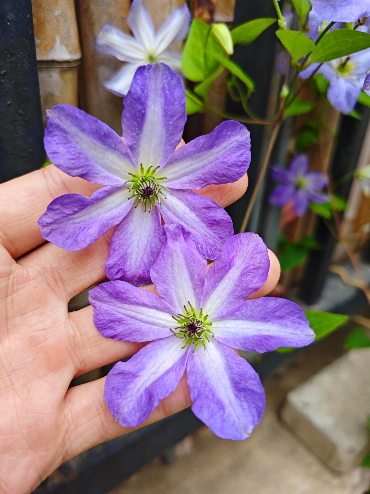 Clematis【Sea Breeze】- Live plant with flower buds｜海风｜Blue Clematis