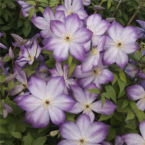 Clematis【Pernille】- LivePlant- 佩莱尼| Cold Hardy| Low Maintenance| Rich Color| Pollinator Friendly| Strong Growth| Cute Flower| Adaptable|Vine