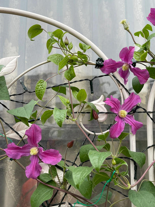 Clematis【Inspiration】-9P LivePlant｜灵感｜Dutch Cut Flower Clematis