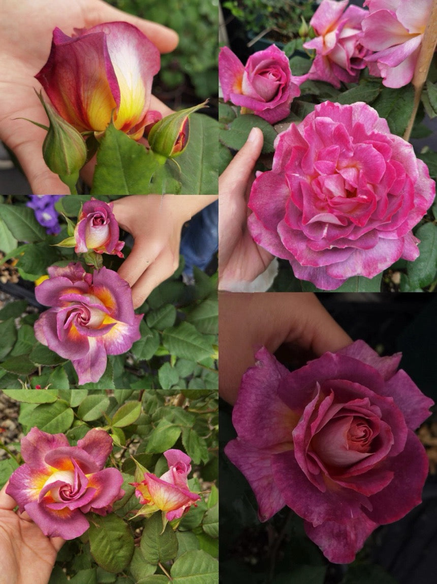 Rose【Diablesse de Mers｜MASdiame】- 1 Gal Live Plant｜Jasmine Fragrance｜Variable in color and form｜恶魔的海洋｜麦斯妖女