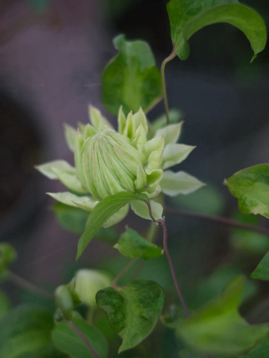 Clematis【Shiko Yukiokoshi｜ゆきおこし】- LivePlant｜雪妆 |Rare Japanese Double-flowered| Cold Hardy| Perennial| Pollinator Friendly| Fast-Growing