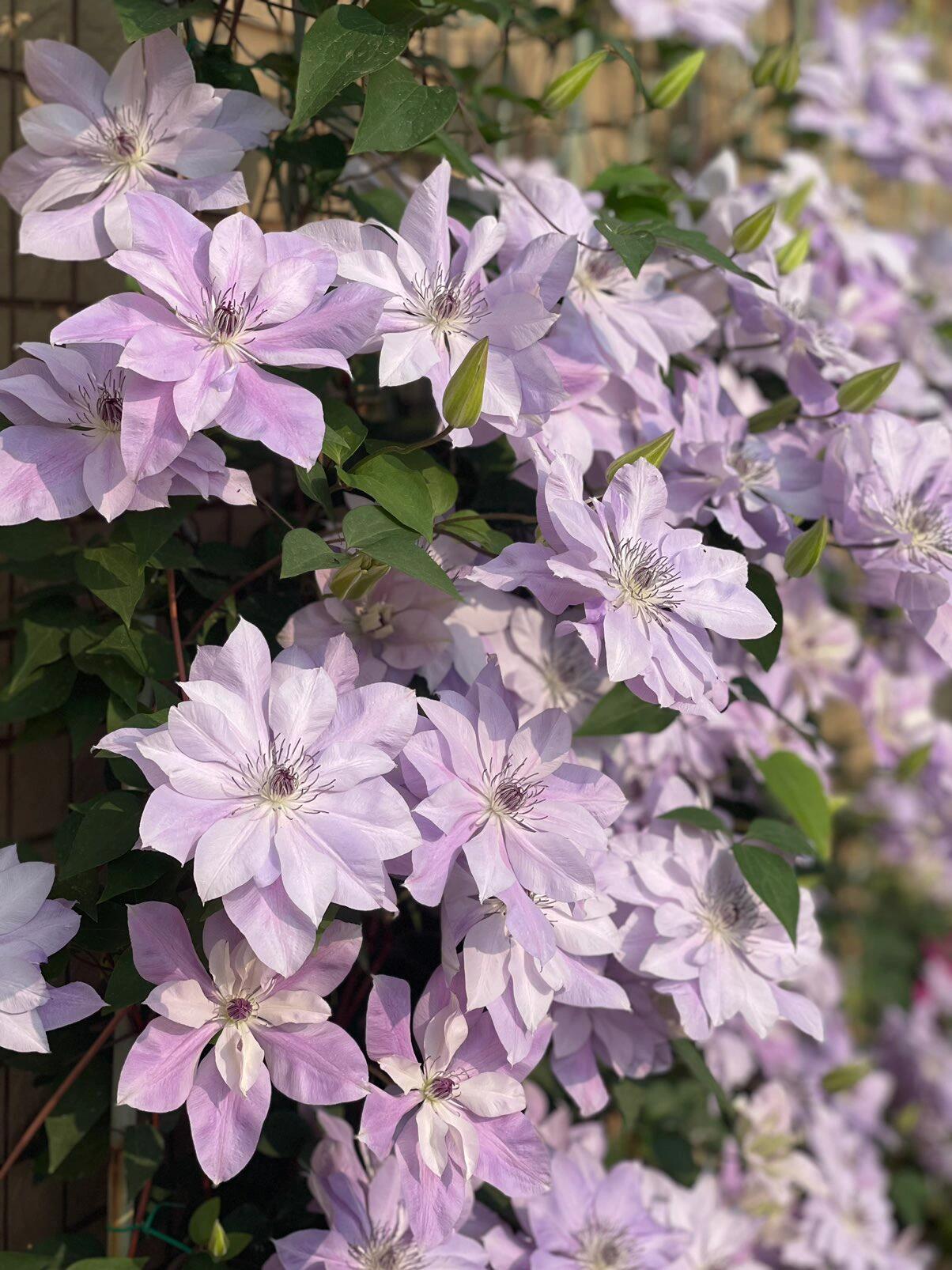 Clematis【Reflections】- LivePlant｜倒影| Double-flowered| Cold Hardy|Perennial|Pollinator Friendly| Low Maintenance| Popular| Bloom Repeatedly