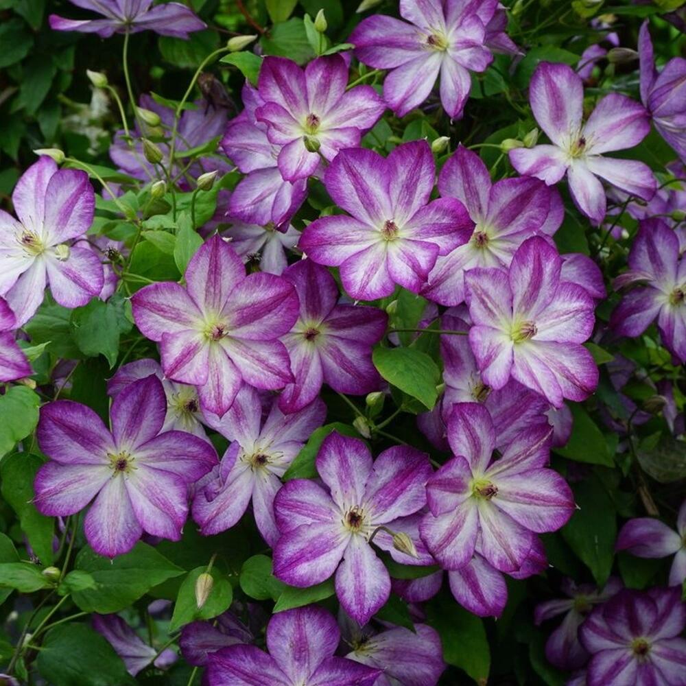 Clematis【Pernille】- LivePlant- 佩莱尼| Cold Hardy| Low Maintenance| Rich Color| Pollinator Friendly| Strong Growth| Cute Flower| Adaptable|Vine